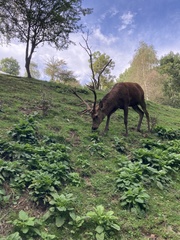 Cervini