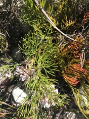 Serruria rubricaulis