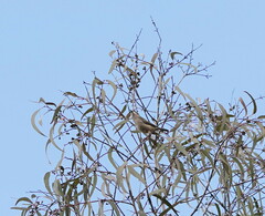 Melithreptus brevirostris