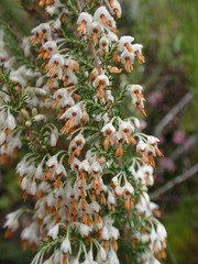 Erica penicilliformis