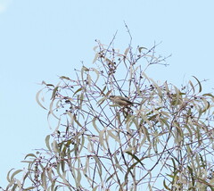 Melithreptus brevirostris