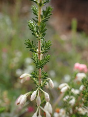 Erica penicilliformis