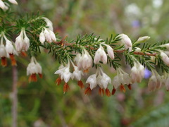 Erica penicilliformis