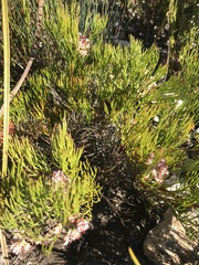 Serruria rubricaulis