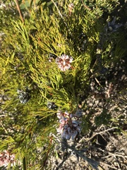 Serruria rubricaulis