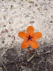 Drosera coomallo