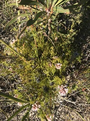 Serruria rubricaulis