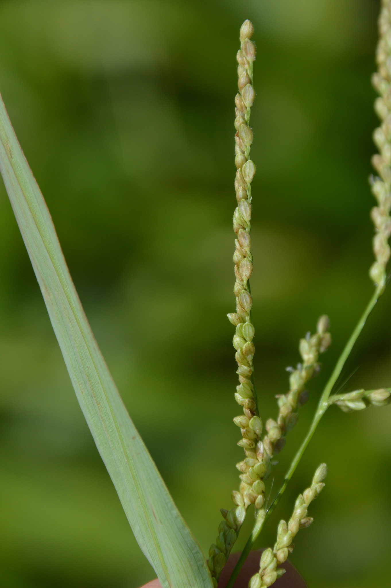 Paspalum langei