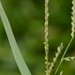 Rustyseed Paspalum - Photo (c) Dan Johnson, some rights reserved (CC BY-NC), uploaded by Dan Johnson