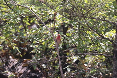 Carpodacus erythrinus