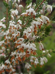Erica penicilliformis