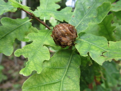 Andricus foecundatrix