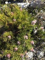 Serruria rubricaulis