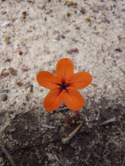 Drosera coomallo