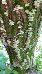 Cerrena unicolor