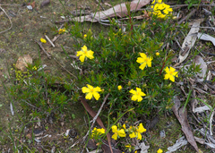 Hibbertia exutiacies