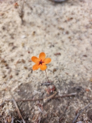 Drosera coomallo