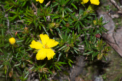 Hibbertia exutiacies