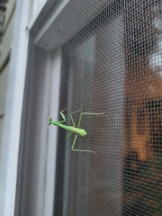 Mantidae