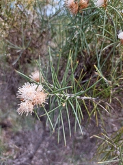 Hakea gilbertii
