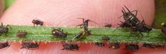 Uroleucon jaceae