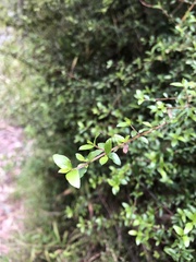 Coprosma quadrifida
