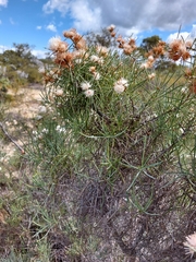 Hakea gilbertii