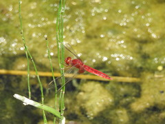 Crocothemis servilia