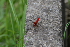 Crocothemis servilia mariannae