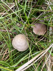 Entoloma conferendum