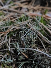 Cladonia furcata