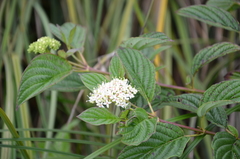 Cornus sericea sericea