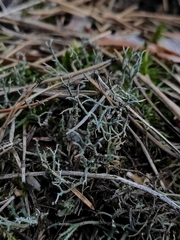 Cladonia furcata