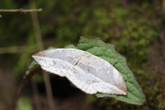 Cyclidia substigmaria