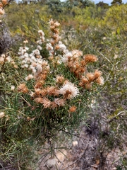 Hakea gilbertii