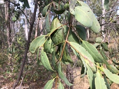 Santalum lanceolatum