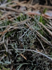 Cladonia furcata