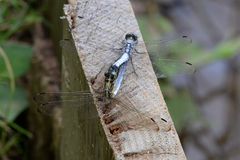 Orthetrum albistylum