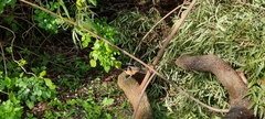 Laniarius ferrugineus ferrugineus