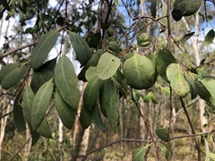 Santalum lanceolatum