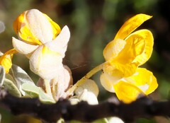 Senna glutinosa