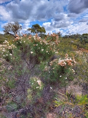 Hakea gilbertii
