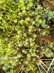 Breutelia chrysocoma