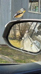 Pardalotus punctatus