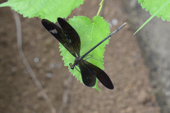 Atrocalopteryx atrata
