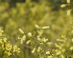 Acacia oxycedrus