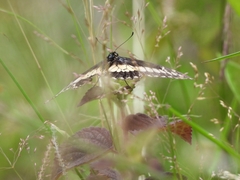 Papilionidae