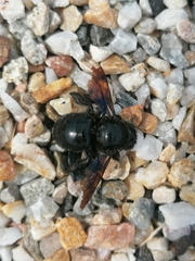 Xylocopa violacea