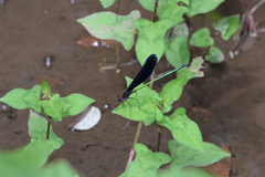 Atrocalopteryx atrata