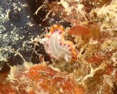 Goniobranchus setoensis